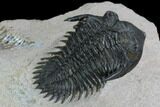 Metacanthina Trilobite - Lghaft, Morocco #128951-5